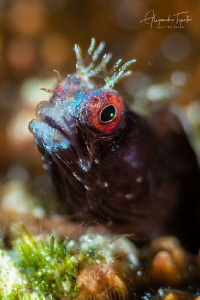 Blenny close Up, Gardens of the Queen Cuba by Alejandro Topete 